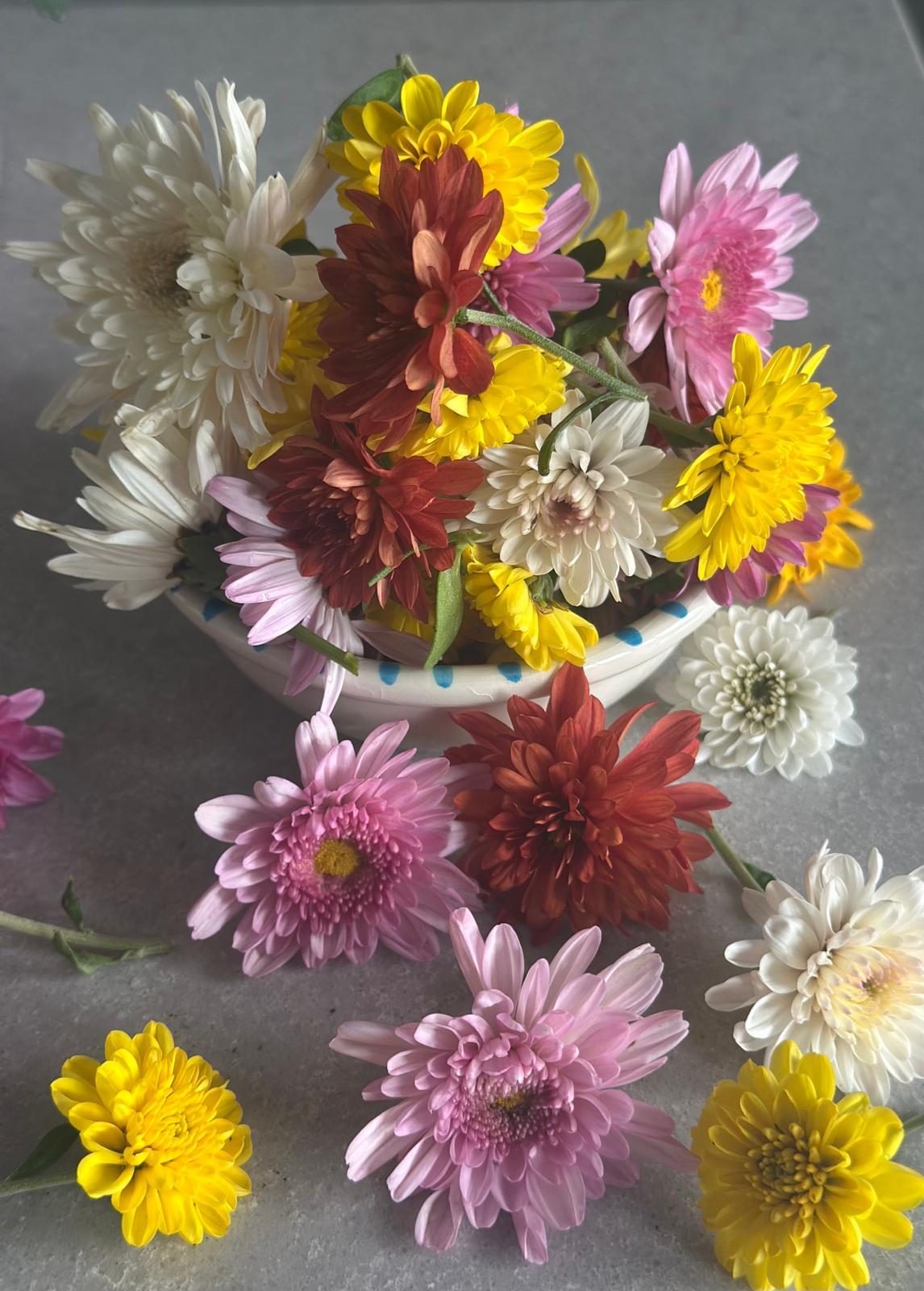 Assorted chrysanthemum ( Puja)