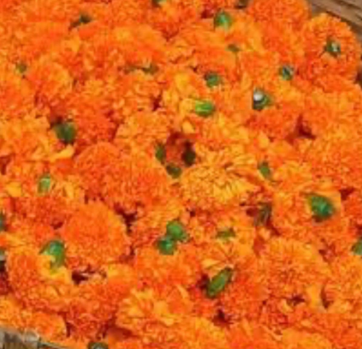 Orange Marigold