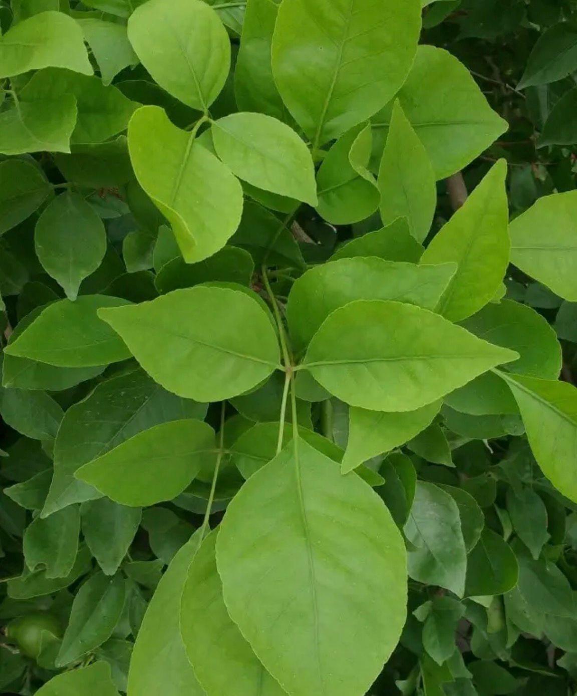 Bel Patra / Bilva Patra
