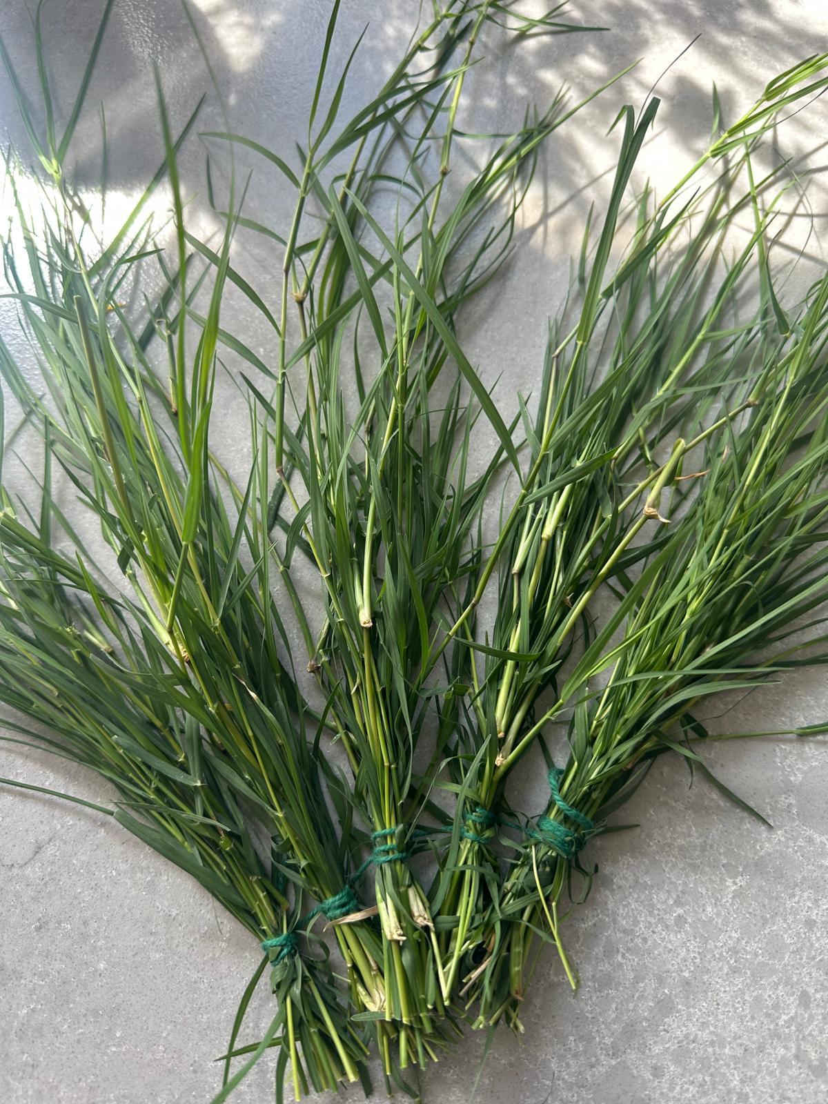 Durva - 1 Bunch