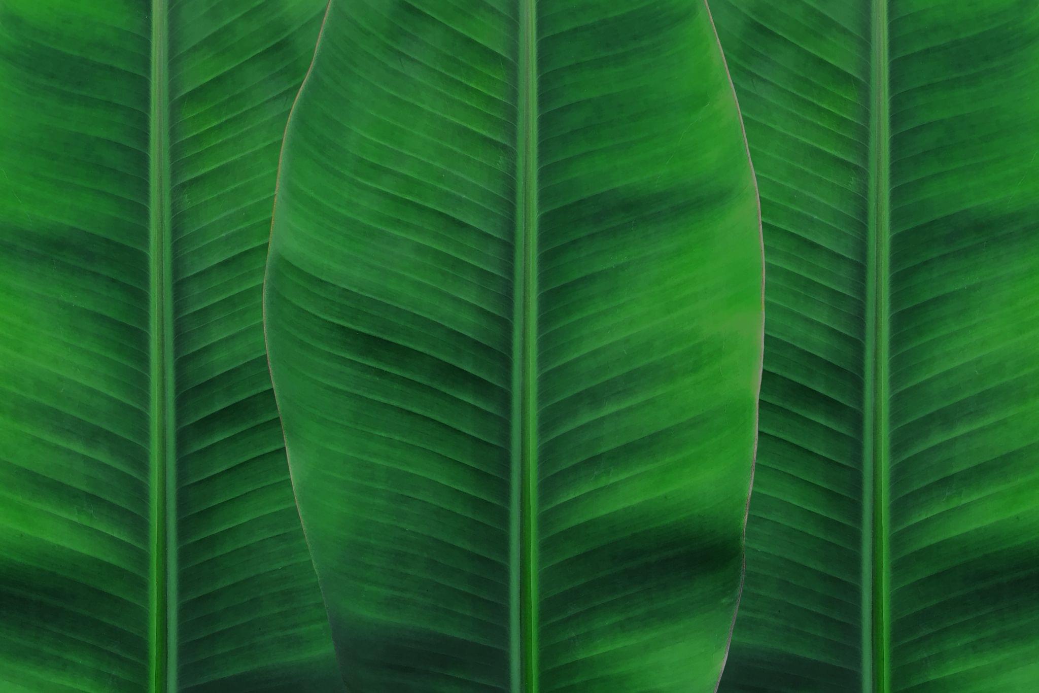 Banana Leaf - Full