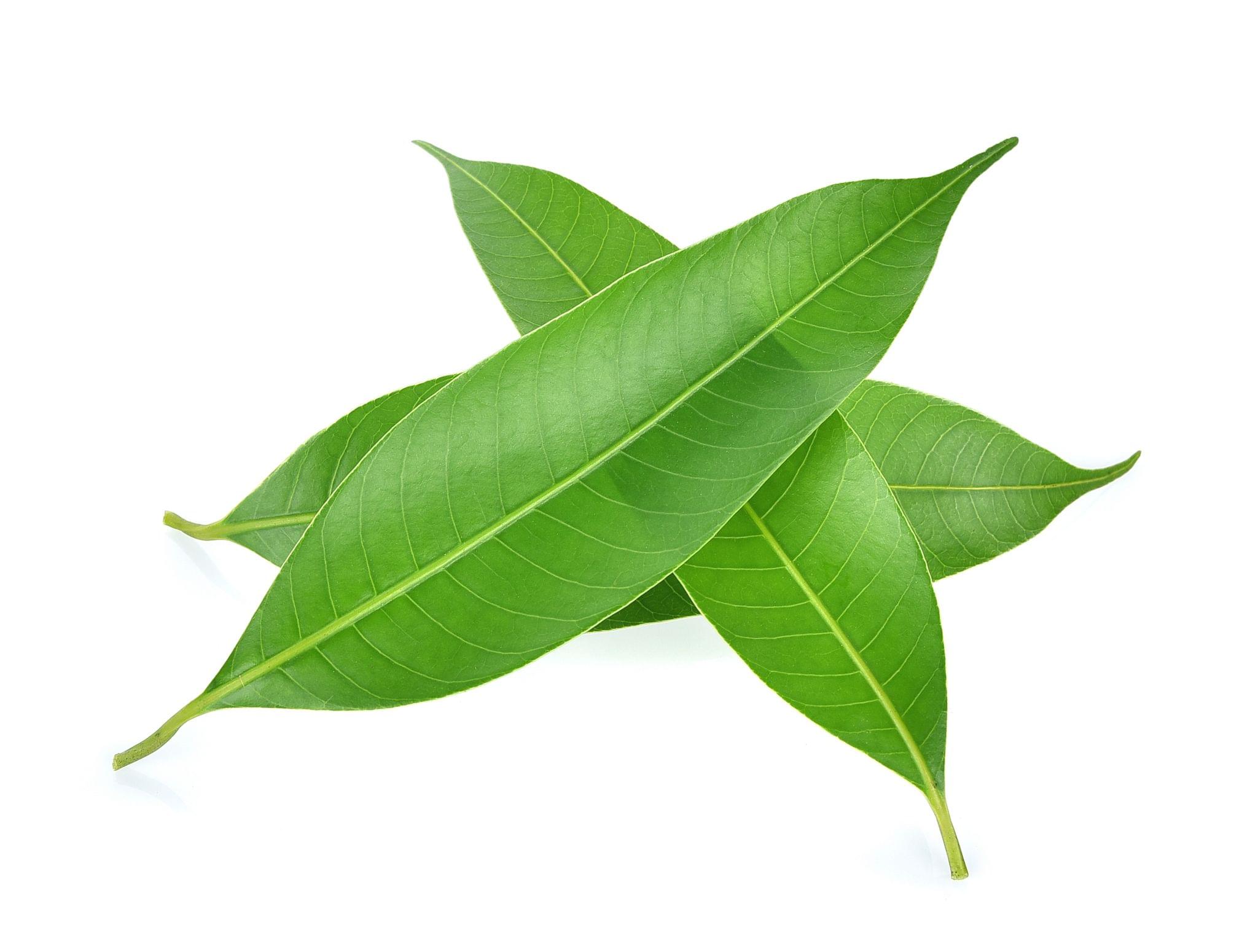 Mango Leaves - 10 in a Pack