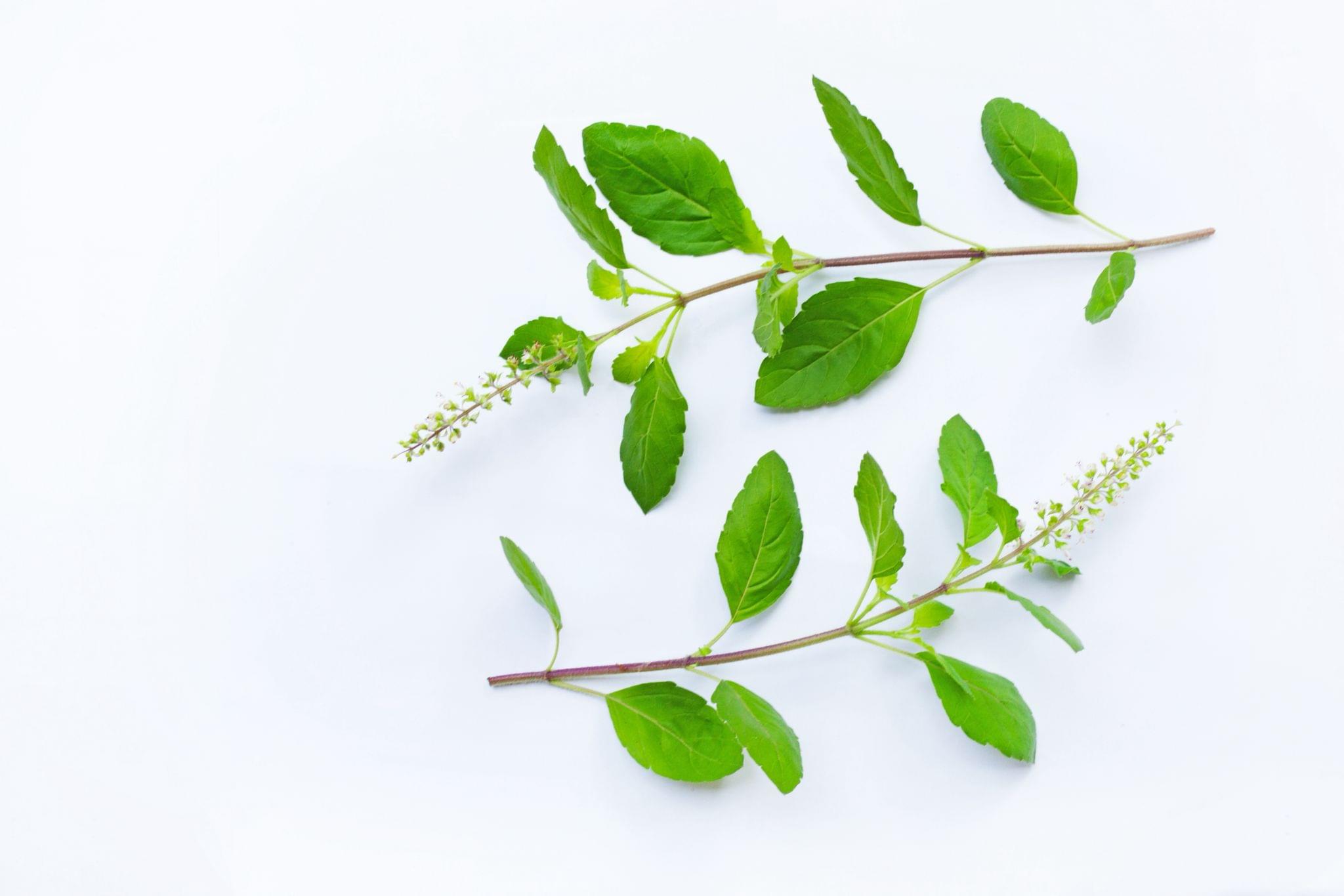 Tulsi Leaves - 11 Stems