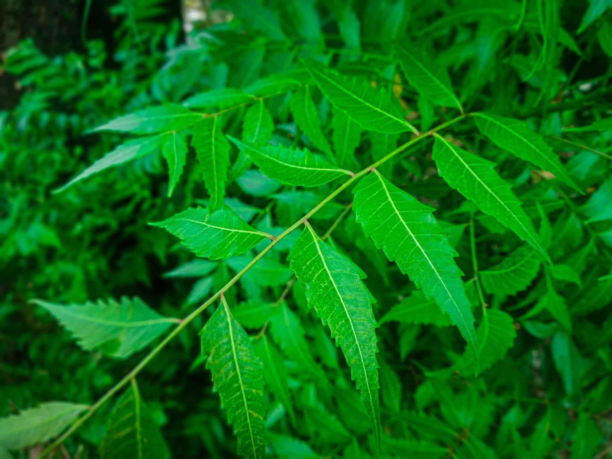 Neem Leaves - 10 in a Pack