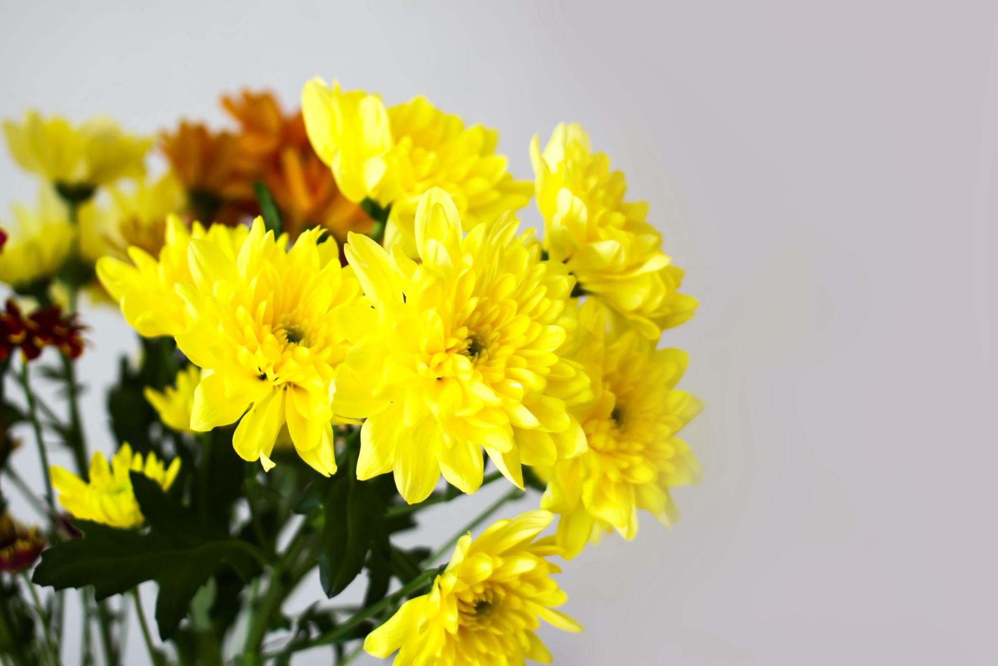Chrysanthemum Bunch (Natural)