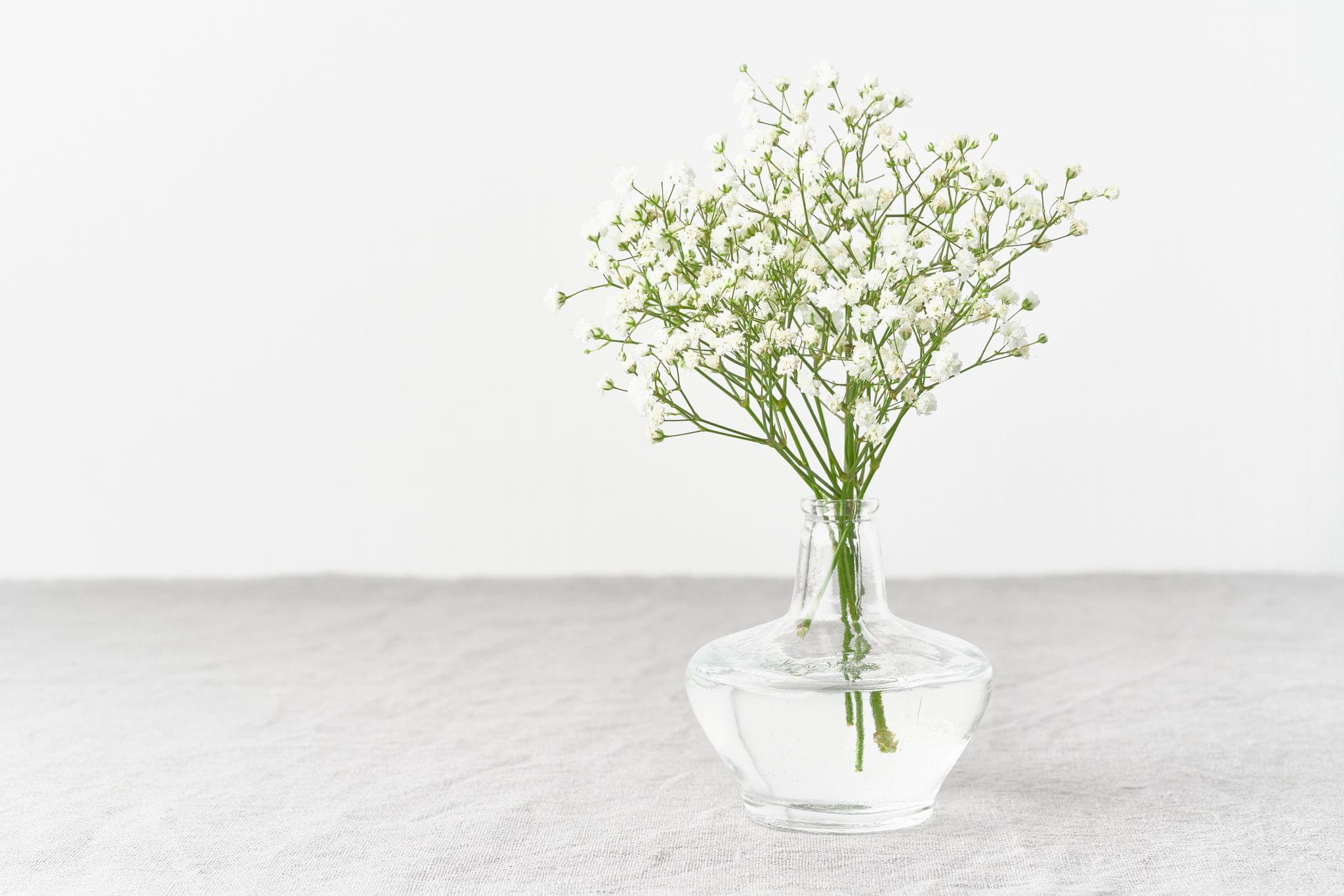 Baby Breath - Big Bunch