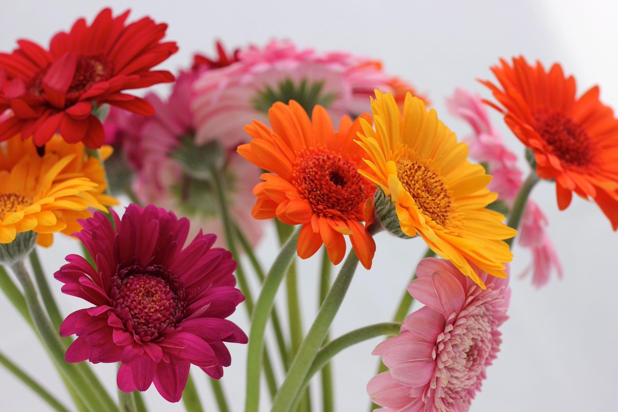 Gerberas Bunch