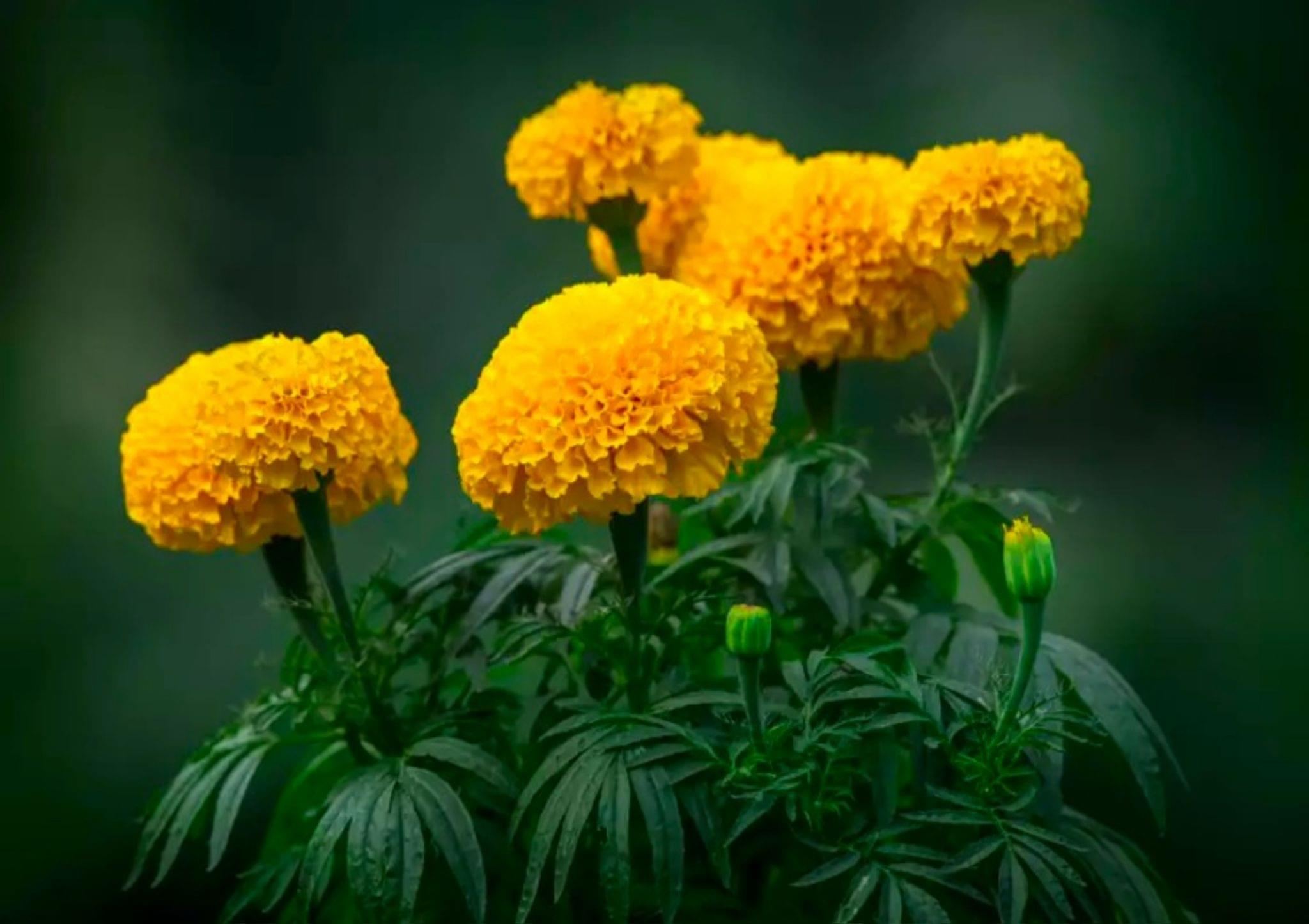 Marigold Bunch