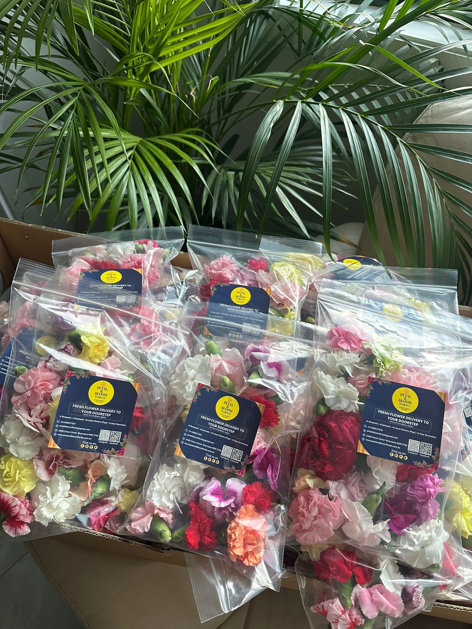 Carnations (Puja)