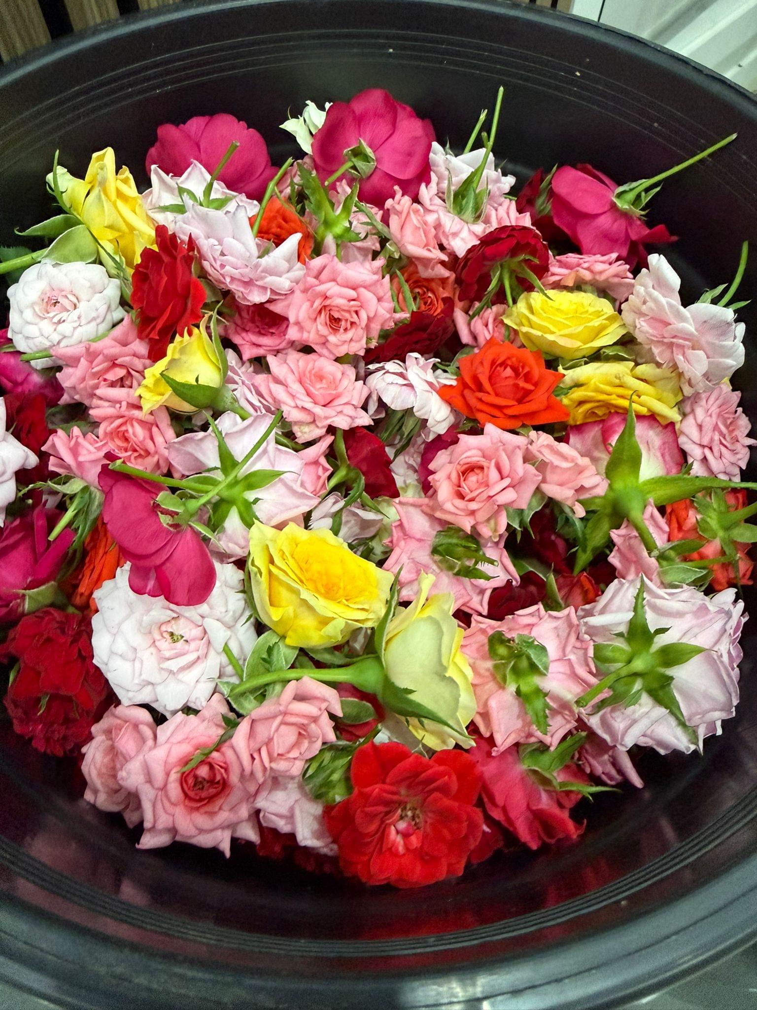 Button Roses ( Puja )