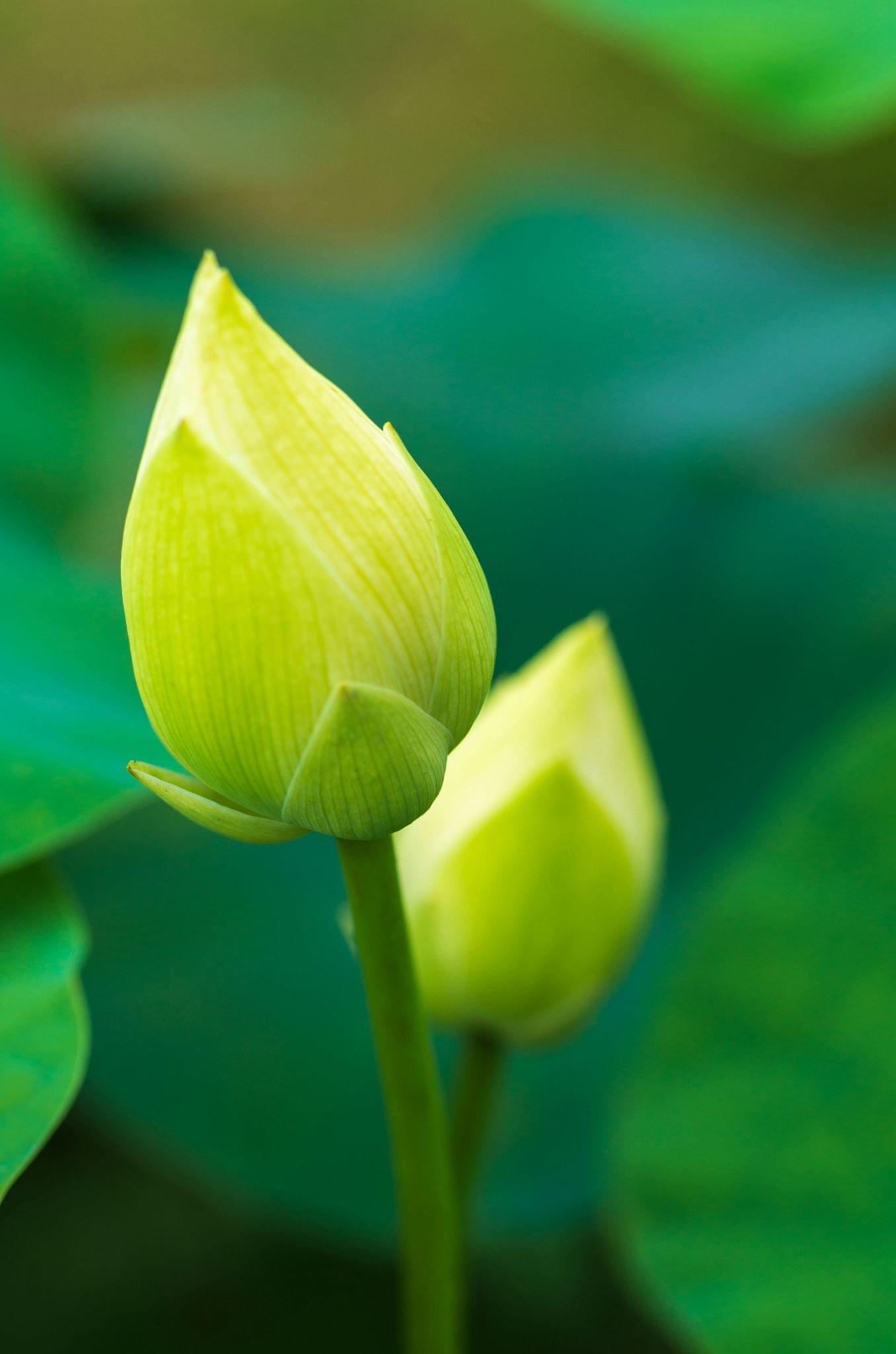 White Lotus