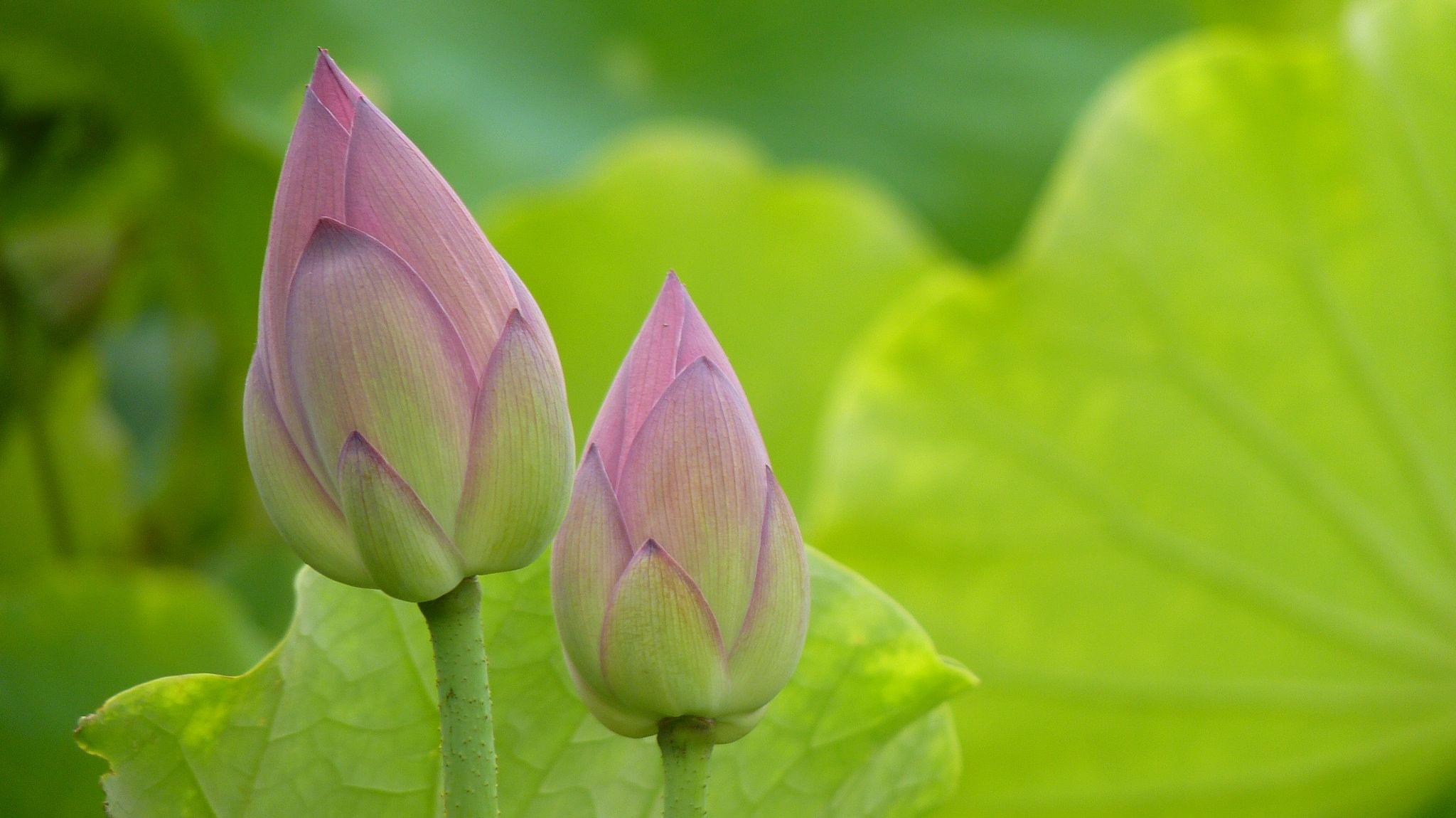 Pink Lotus